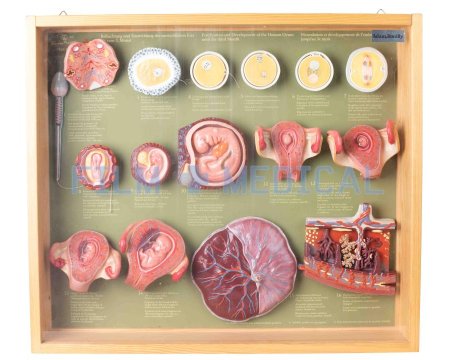 Framed  Embryo Model
